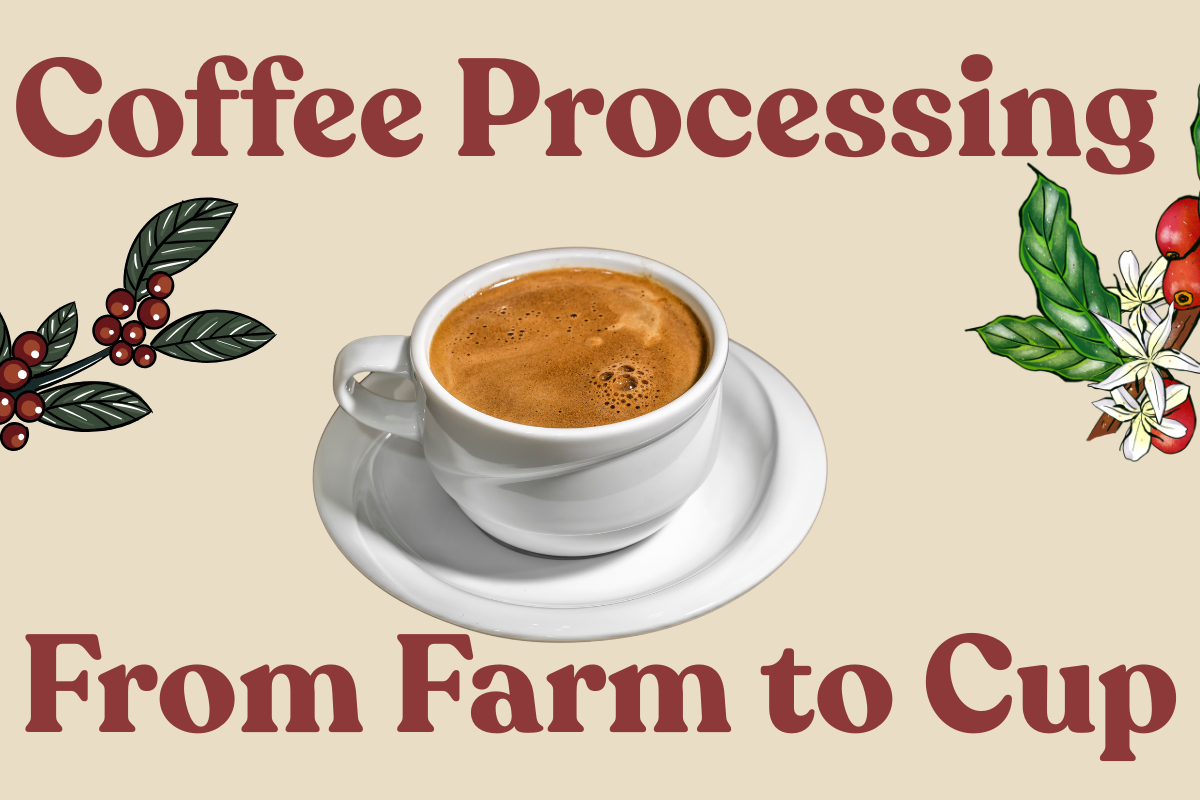 The Different Types of Coffee Processing: From Farm to Cup
