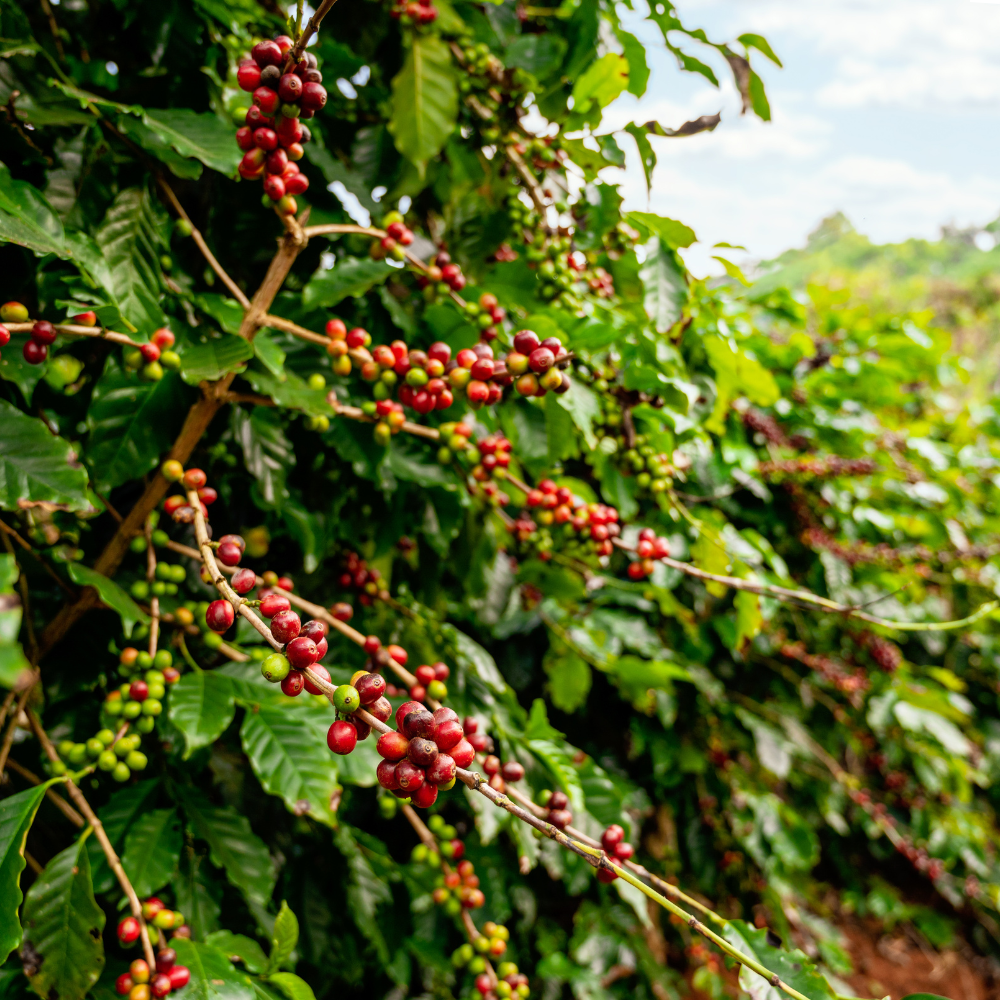 Gypsy Souls Coffee
